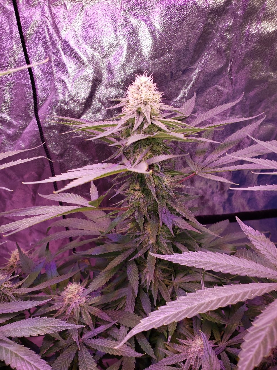 Cbd critical cure day 32 of flower