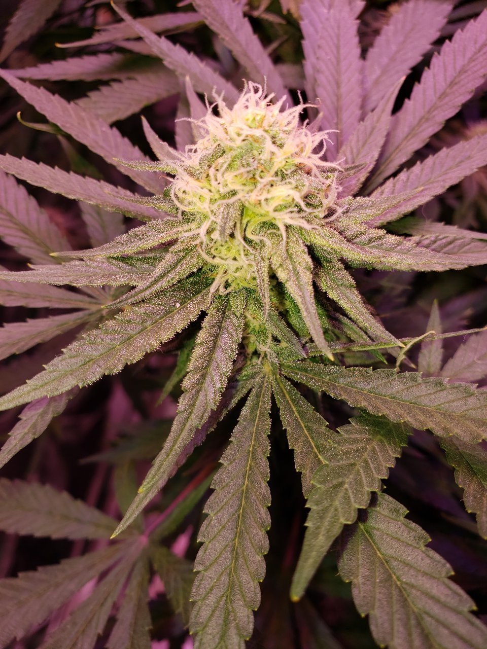 Cbd critical cure day 32 of flower