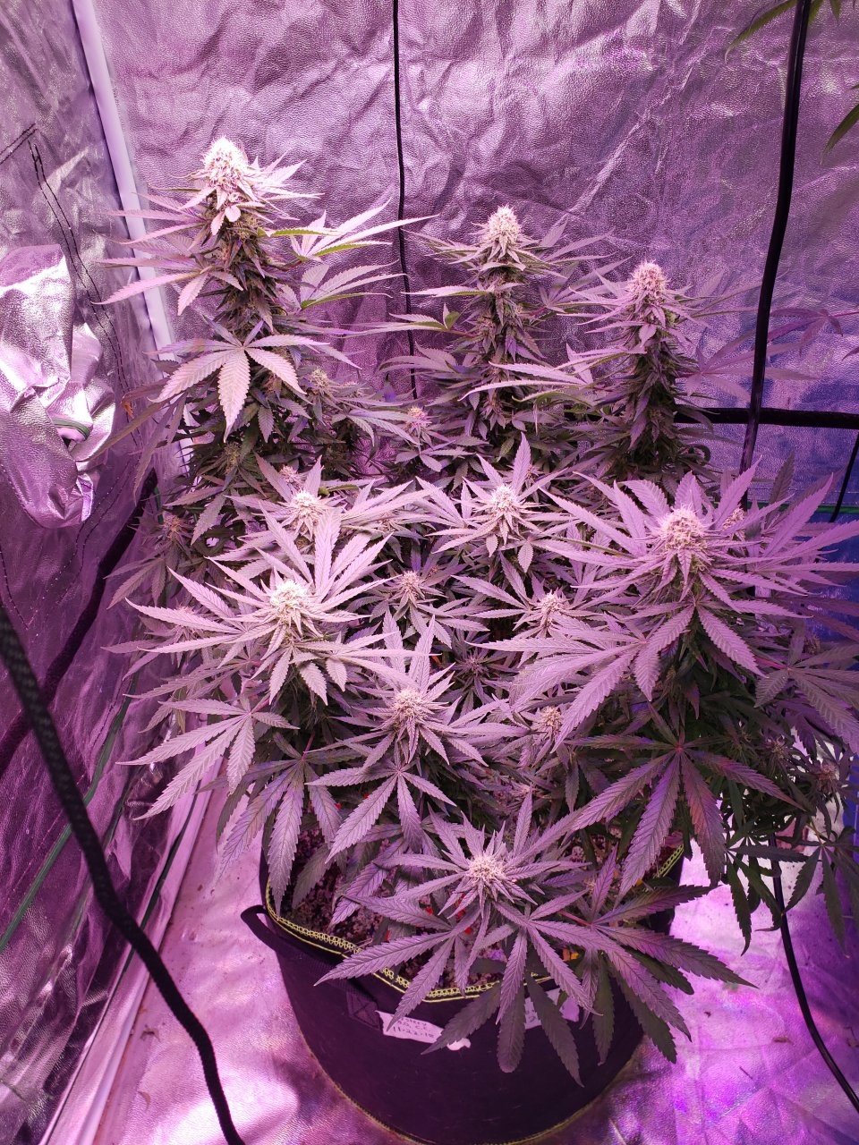 Cbd critical cure day 32 of flower