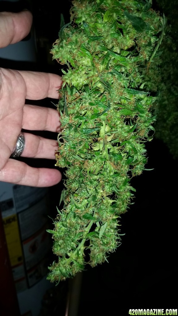 CBD Critical Cure