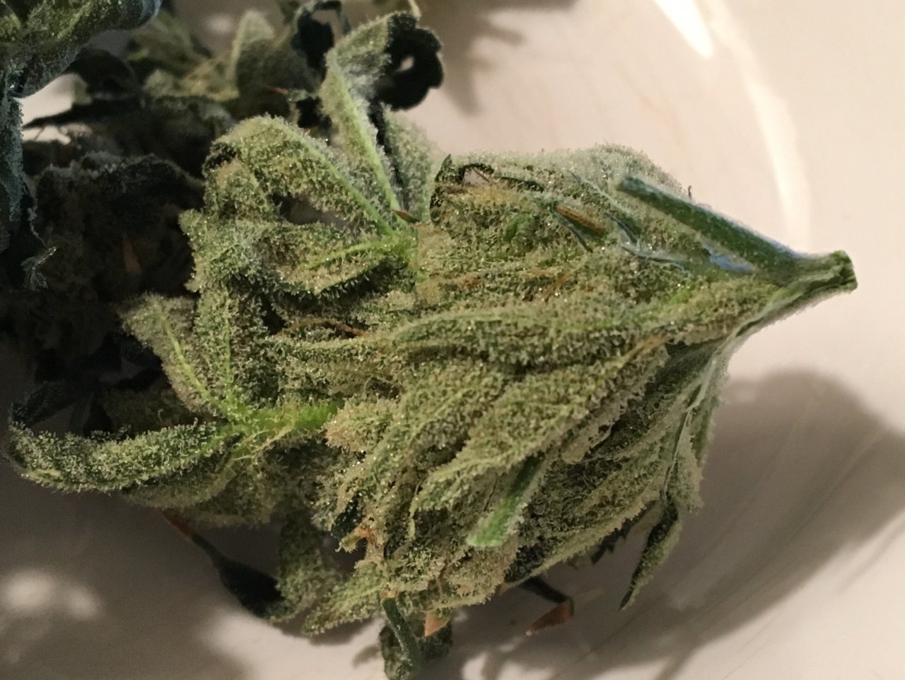 CBD Critical Cure