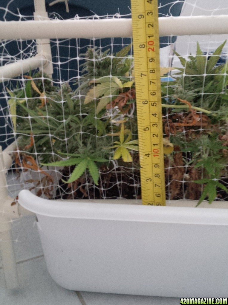 CBD Critical Mass grow height