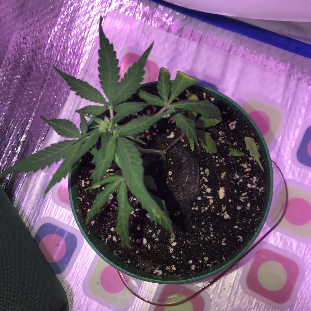 CBD OG Kush Auto - Clone