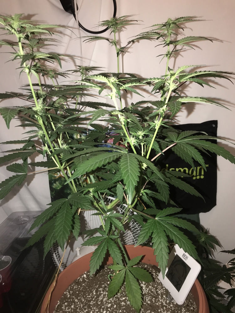 CBD OG Kush Auto - Dinafem