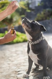 cbd-oil-dogs-5441160_640-200x300.jpg