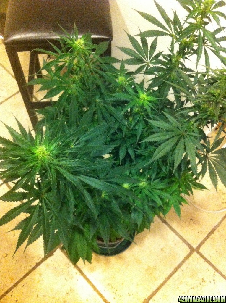 CBD Shark Shock Flowering