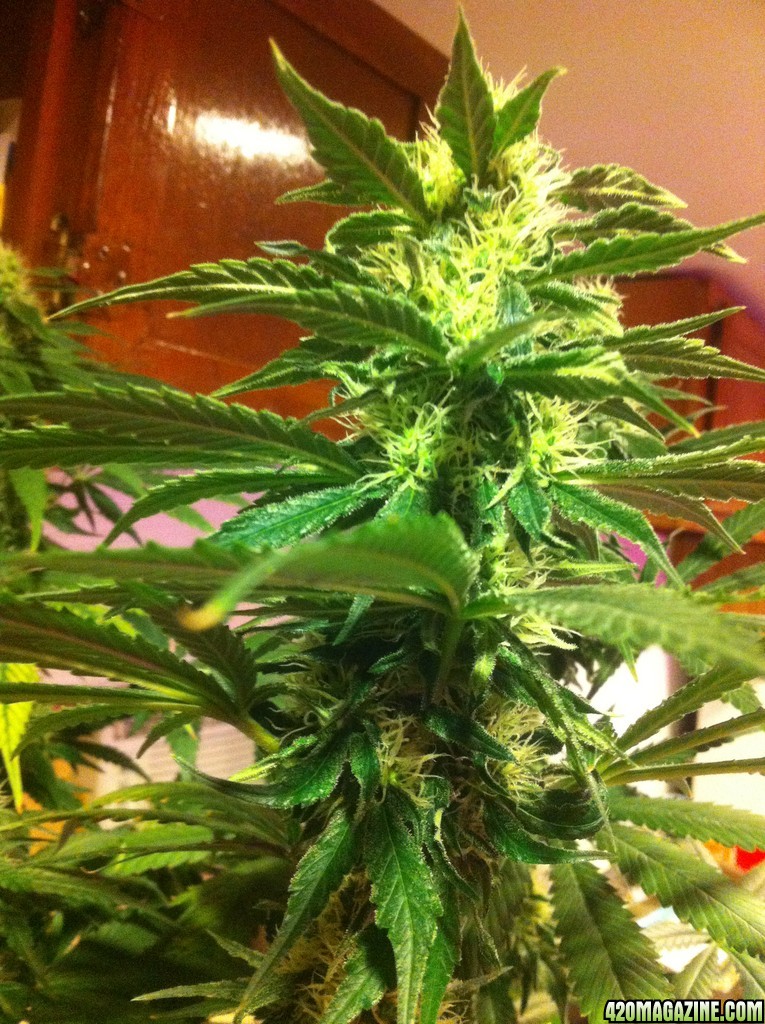 CBD Shark Shock Flowering