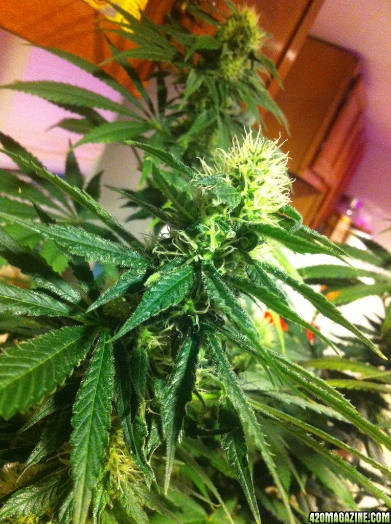 CBD Shark Shock Flowering