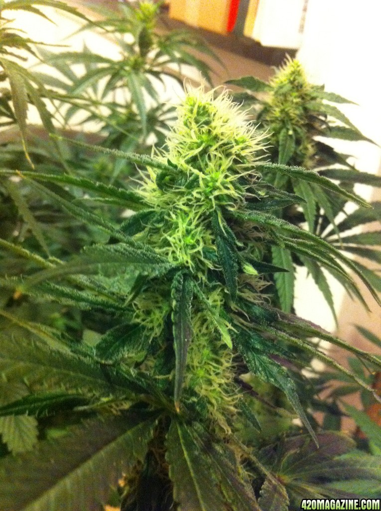 CBD Shark Shock Flowering