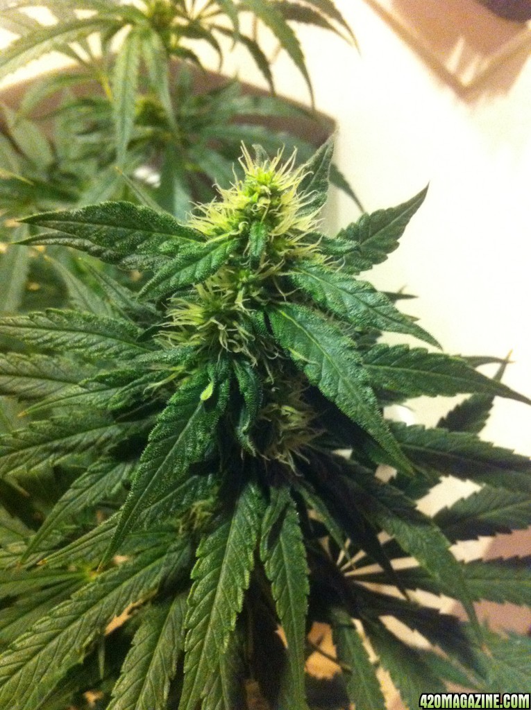 CBD Shark Shock Flowering