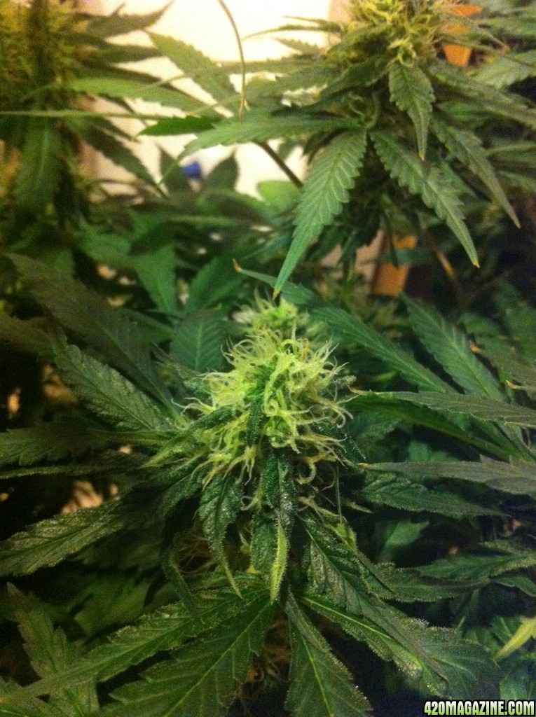 CBD Shark Shock Flowering