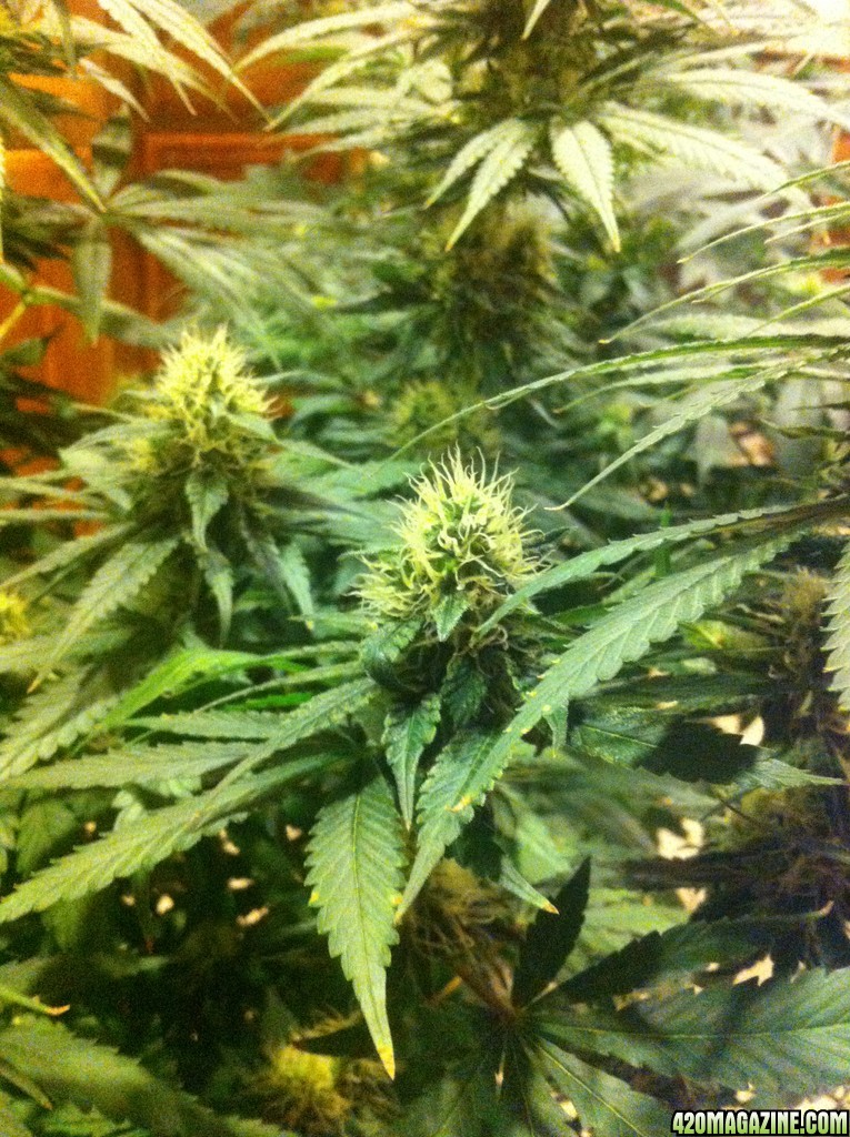 CBD Shark Shock Flowering