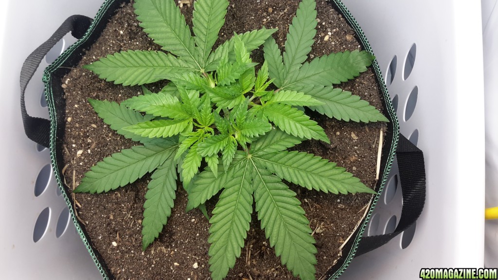 CBD Skunk Haxe (2) - Day 33