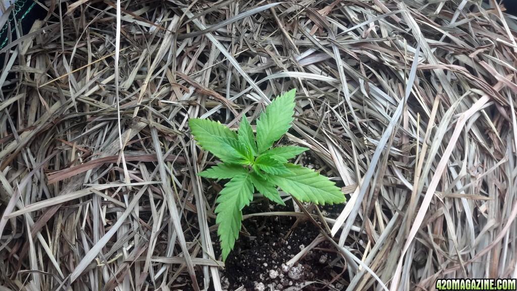 CBD Skunk Haze 1 - Day 19