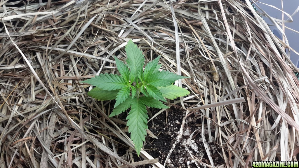 CBD Skunk Haze (1) Day 21