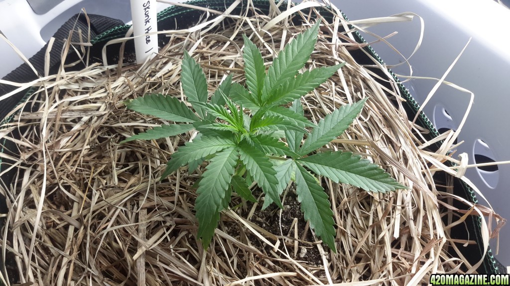 CBD Skunk Haze (1) - Day 27