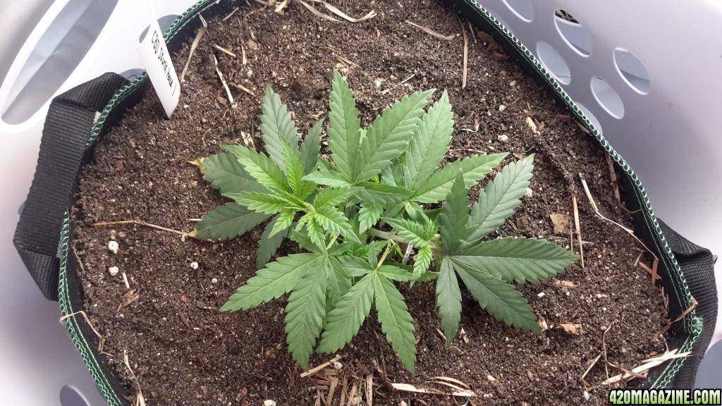 CBD Skunk Haze (1) - Day 33