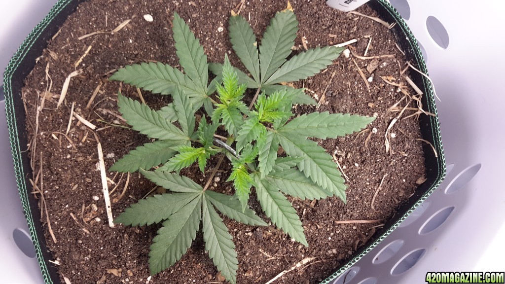 CBD Skunk Haze (1) - Day 36