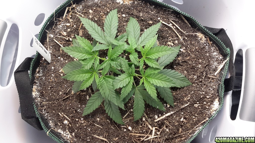 CBD Skunk Haze (1) - Day 38