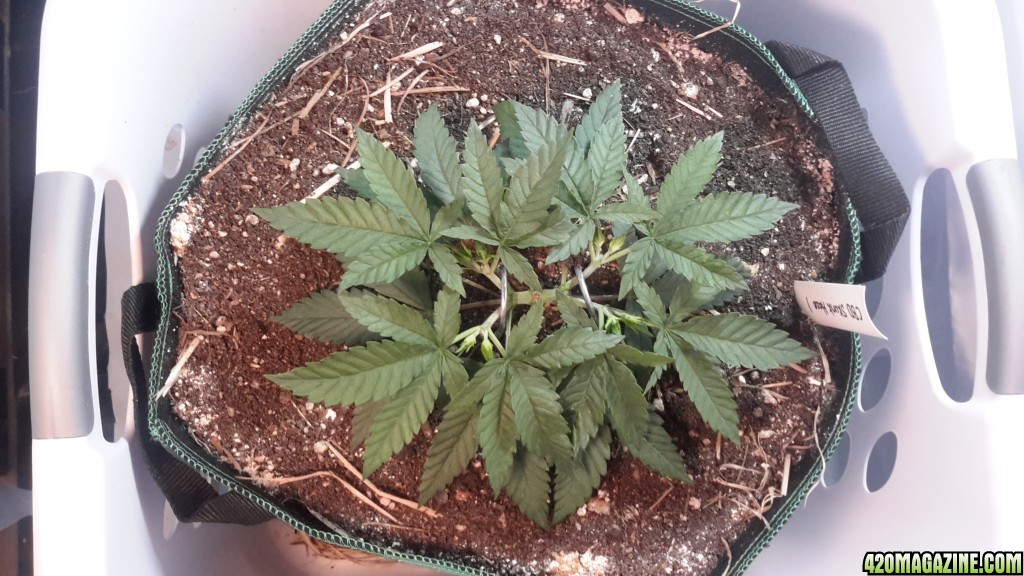 CBD Skunk Haze (1) - Day 40