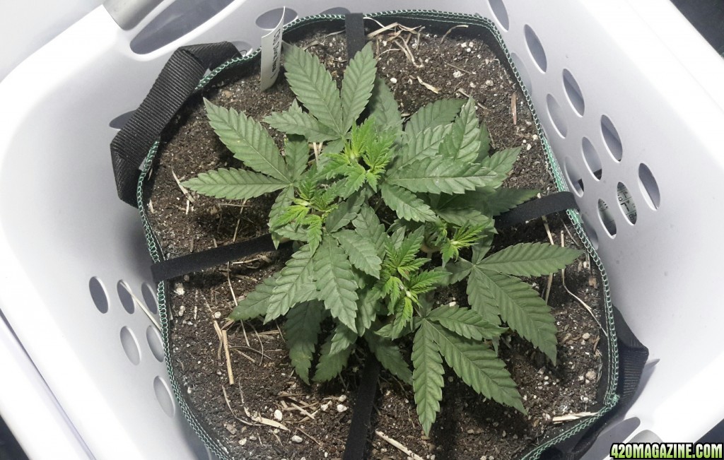 CBD Skunk Haze (1) - Day 42