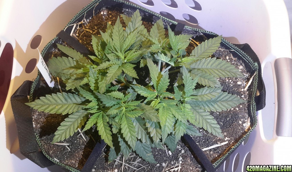 CBD Skunk Haze (1) - Day 44