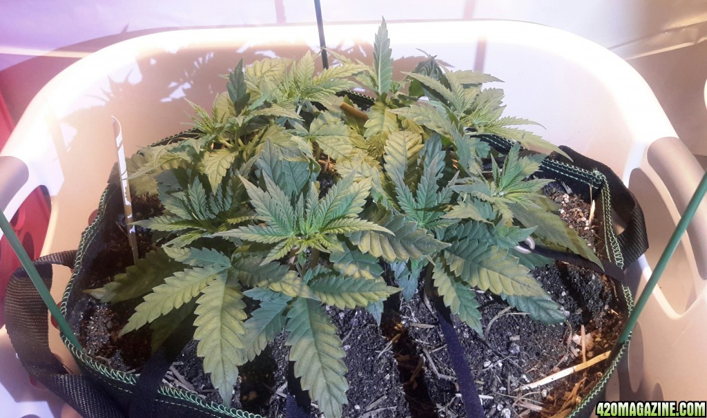 CBD Skunk Haze (1) - Day 47