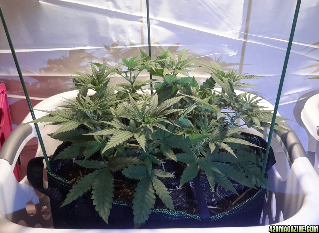 CBD Skunk Haze (1) - Day 54