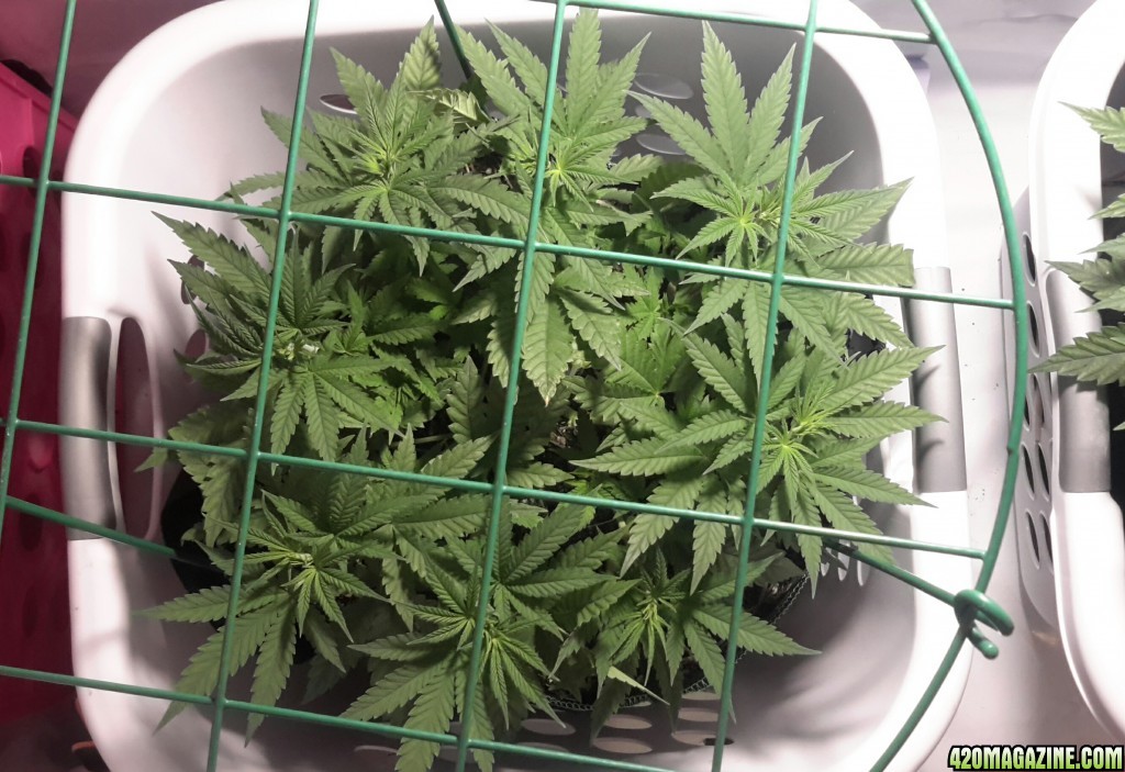 CBD Skunk Haze (1) - Day 54