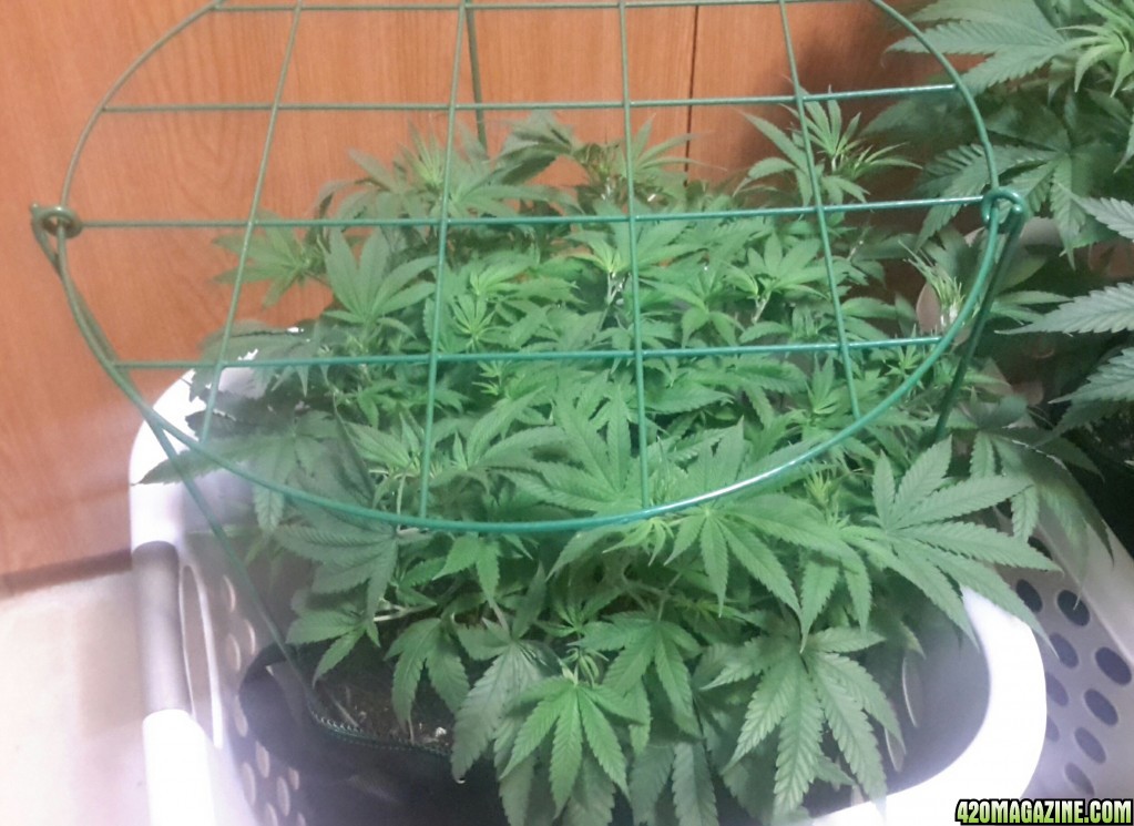 CBD Skunk Haze (1) - Day 66