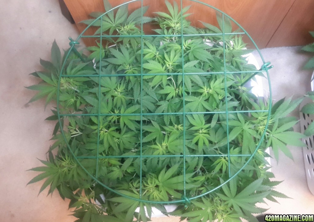 CBD Skunk Haze (1) - Day 9 flowering