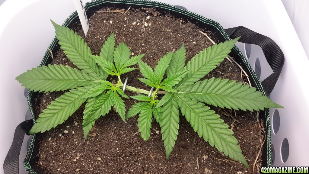 CBD Skunk Haze (2) - Day 34