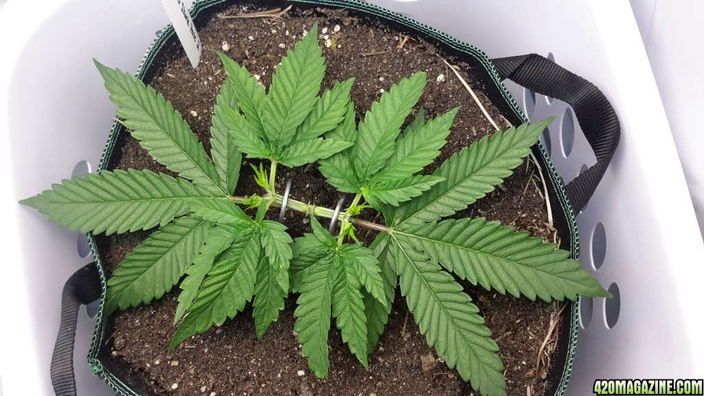 CBD Skunk Haze (2) - Day 36