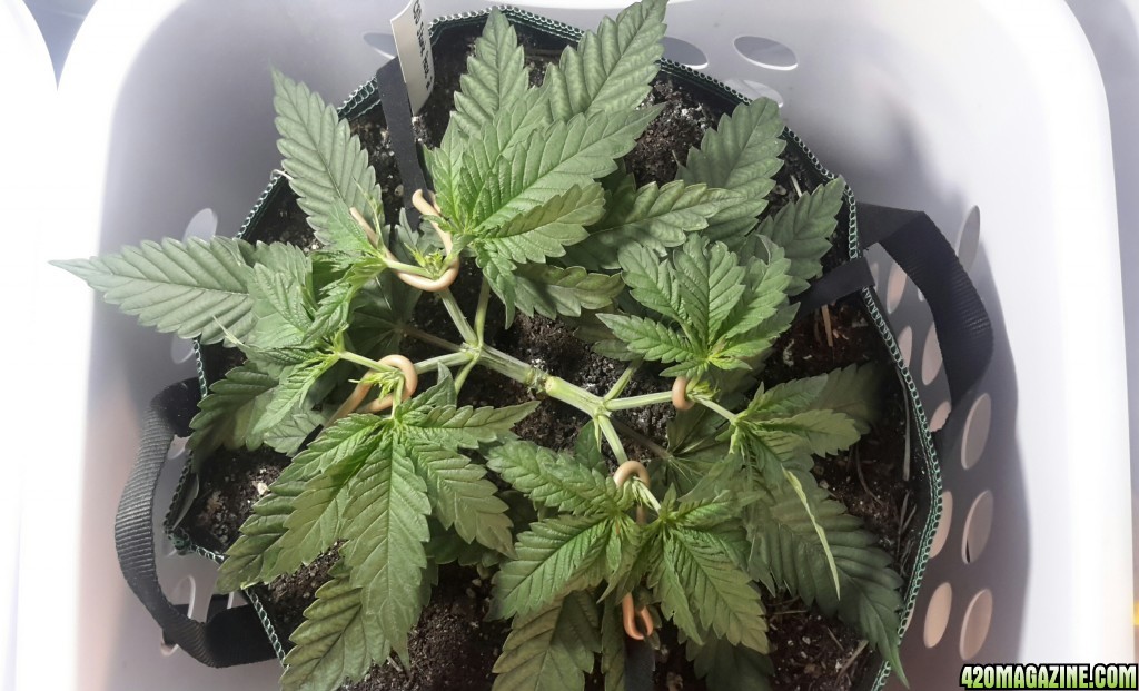 CBD Skunk Haze (2) - Day 40