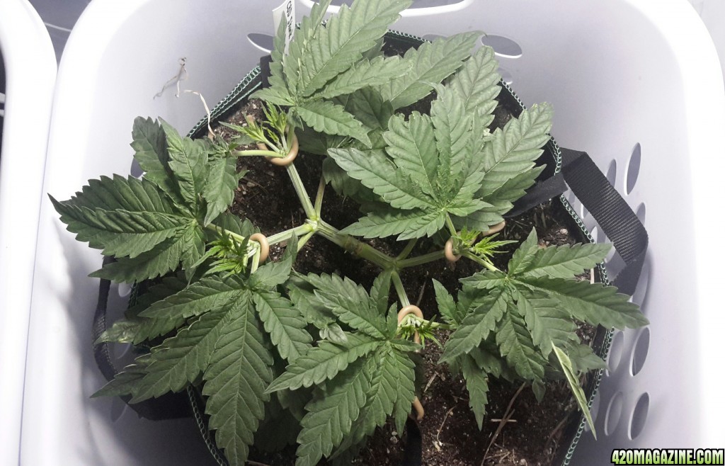 CBD Skunk Haze (2) - Day 42