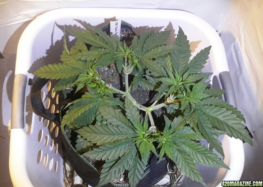 CBD Skunk Haze (2) - Day 44