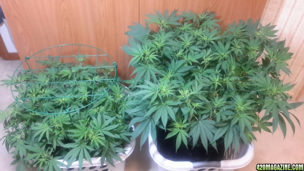 CBD Skunk Hazes - Flower day 9