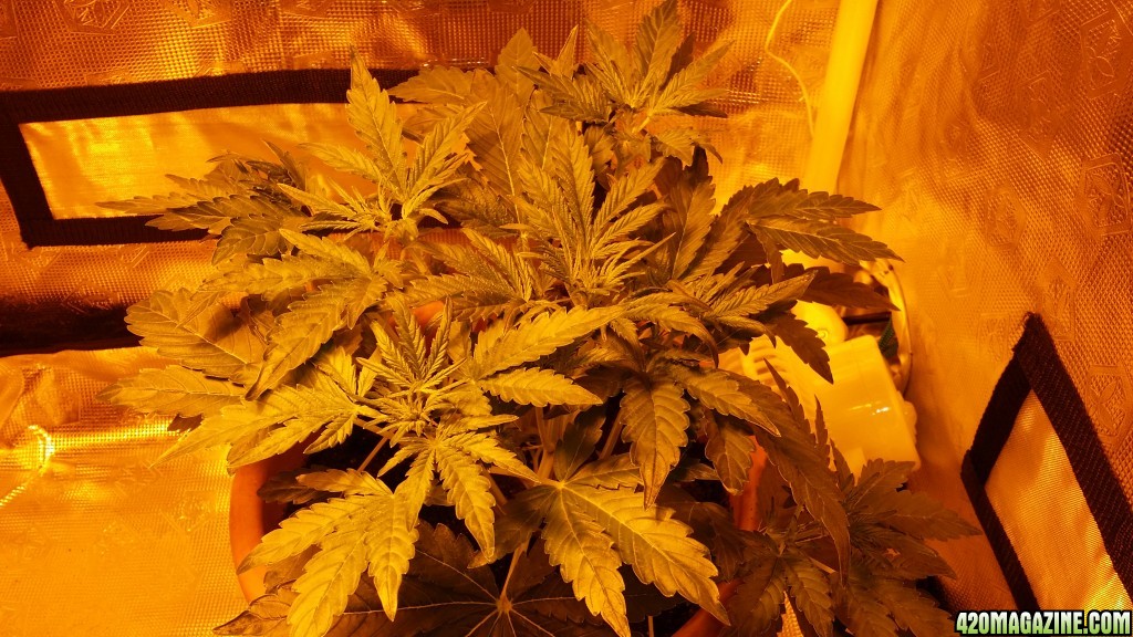 Cbd sugar gom1 update v2