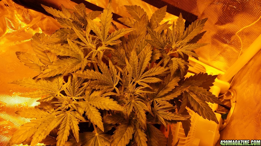 Cbd sugar gom1 update v2