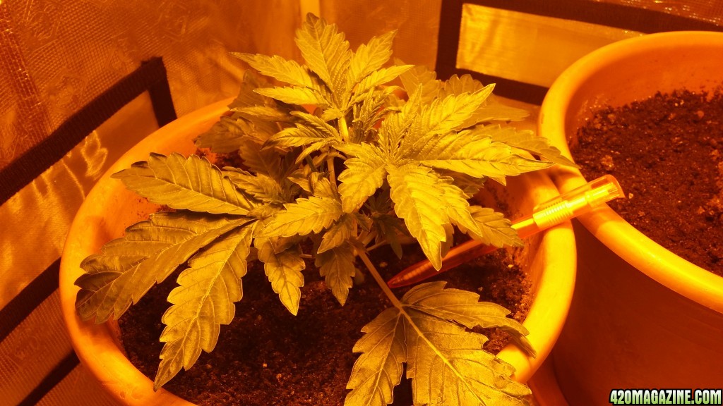 Cbd sugar gom1 update