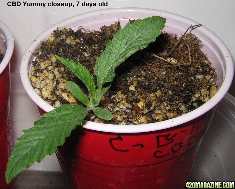 CBD Yummy babies 7 days old