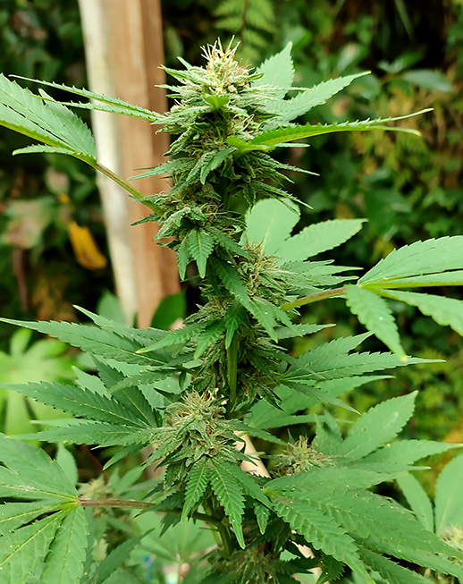 cbd_pheno1.jpg