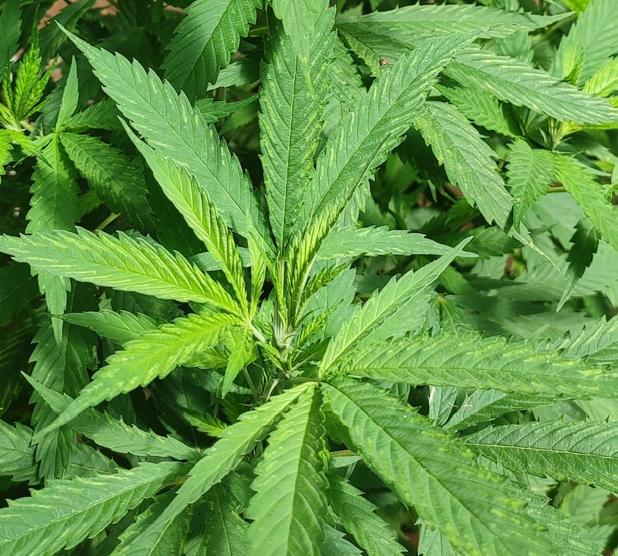 cbd_pheno9_chlorosis1.jpg