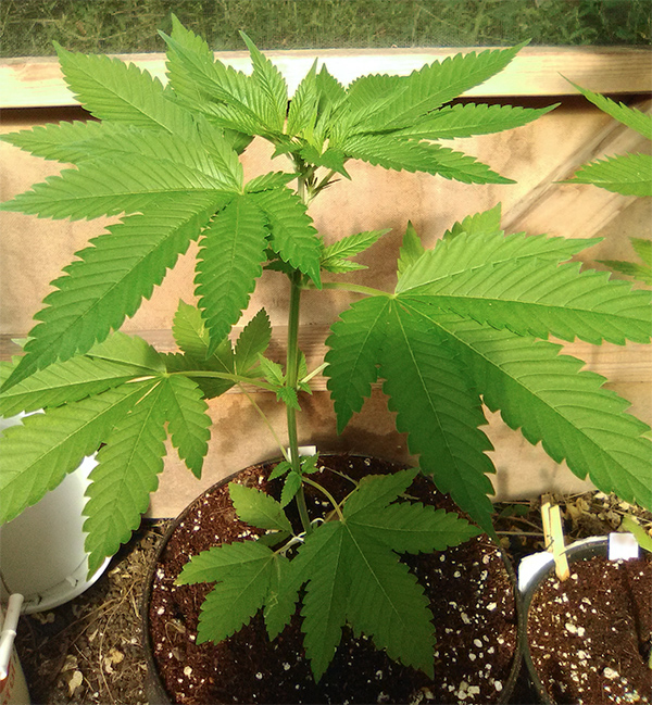 CBD_seedling1.jpg