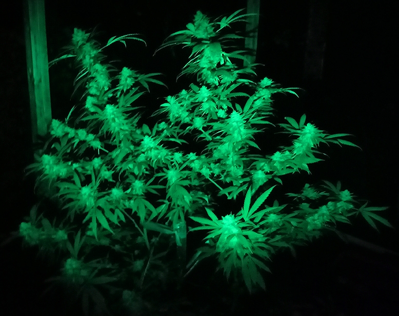 CBD_yield_greenlight2.jpg