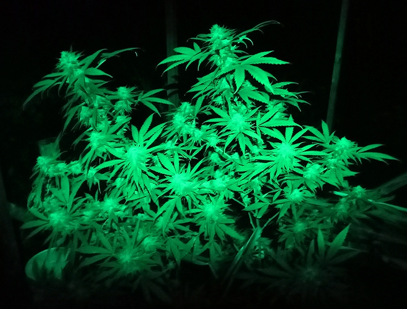 CBD_yield_greenlight3.jpg