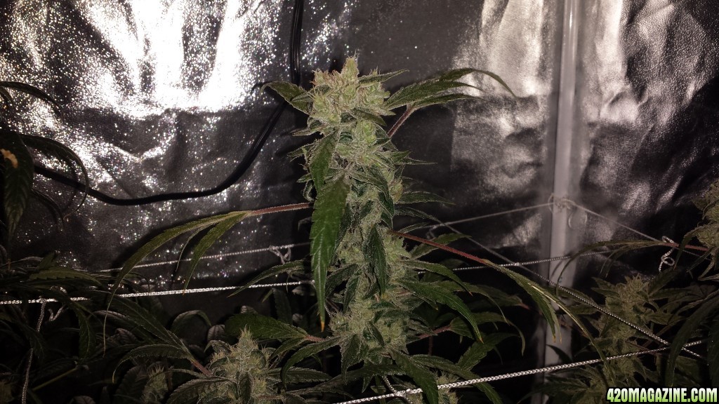 CBDutch Treat Fem. CKS