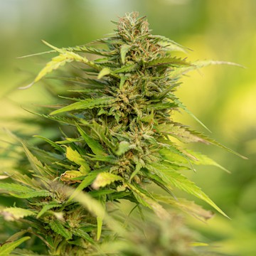 C99 feminized seeds for sale - Herbies