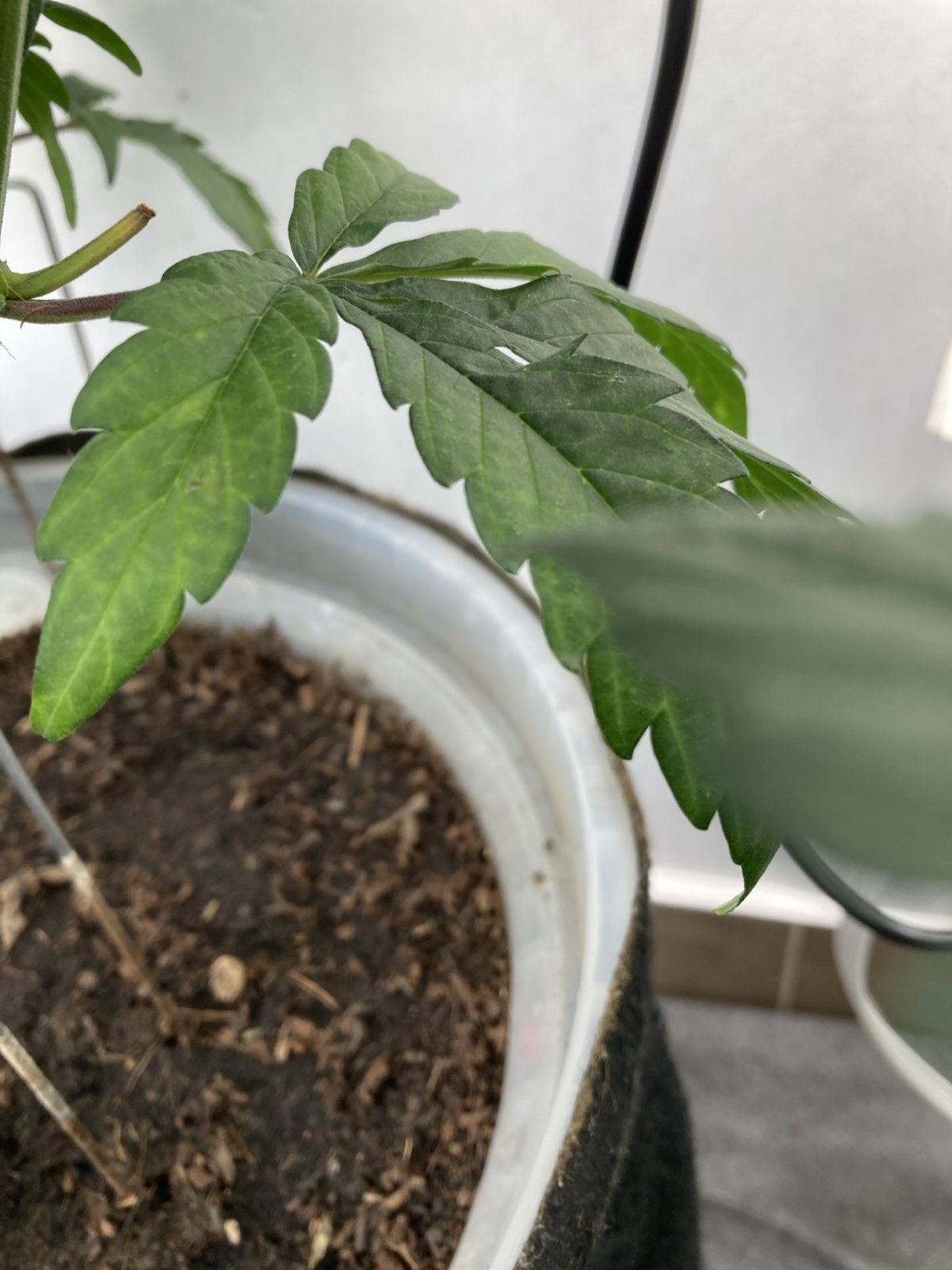 CBG wavy leaf, yellow veins.jpg