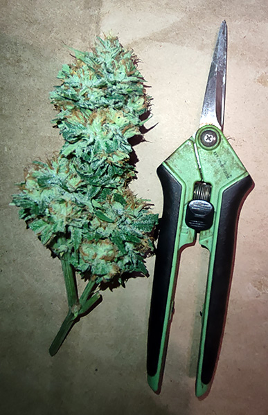 cbg_bud_size1.jpg